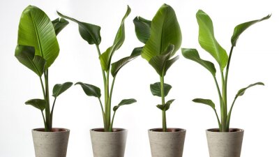 Papier peint  Groupe de Strelitzia reginae, Heliconia, feuillage oiseau de paradis isolé sur fond blanc.