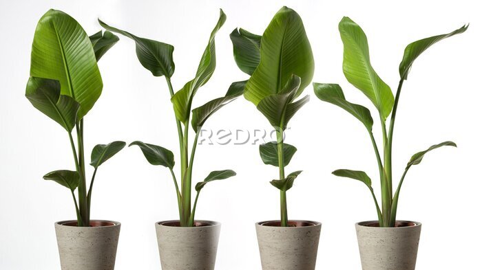Papier peint  Groupe de Strelitzia reginae, Heliconia, feuillage oiseau de paradis isolé sur fond blanc.