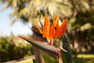 Papier peint  Grue ou Bird of Paradise Flower (Strelitzia reginae) en Turquie, Palmier dans le fond, la profondeur de champ