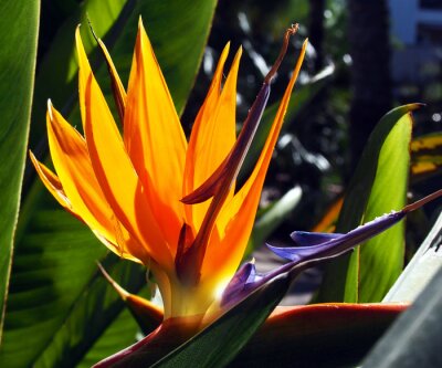 Papier peint  Grues fleur, oiseau de paradis, Strelitzia d'orange
