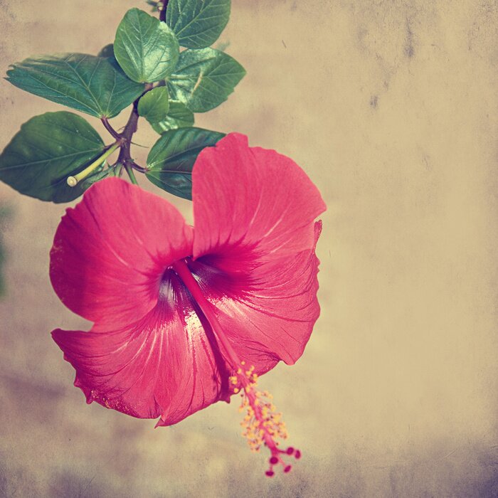 Papier peint  grunge fond à la rose