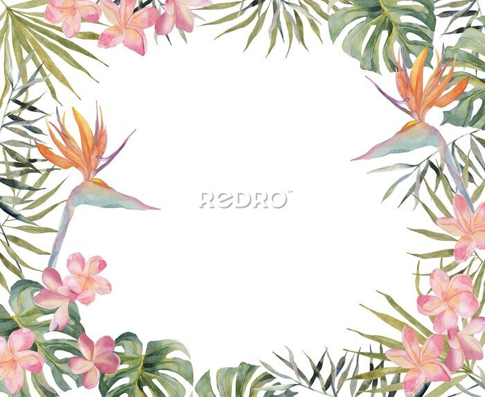 Papier peint  Hand drawing watercolor summer banner - Strelitzia, plumeria, monstera, palm leaf. On white background with space for text. For scrapbooking, cards for birthday, party, baby shower,