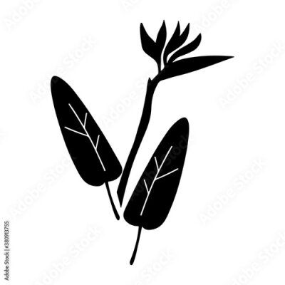 Papier peint  Hand drawn black silhouette of strelitzia flower with leaves isolated on white background. Vector flat illustration. Design for card, wedding, pattern, invitation
