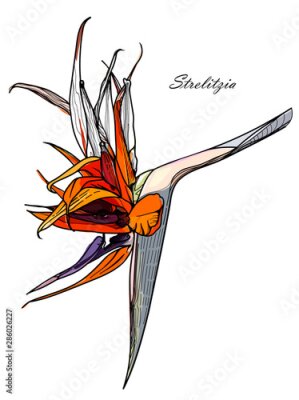 Papier peint  Hand drawn flower Strelitzia (bird-of-paradise):   graphic  colour illustration, botanical sketch for postcard, posters, notebooks...