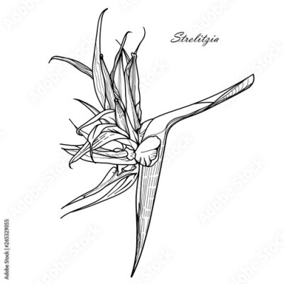 Papier peint  Hand drawn flower Strelitzia (bird-of-paradise):  vector graphic monochrome and colour illustration, botanical sketch for postcard, posters, notebooks...