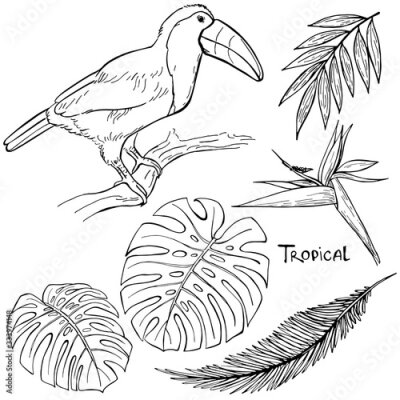 Papier peint  Hand drawn ink pen monstera leaves, toucan, strelitzia, tropical leaves on white background. Set of element. Vector illustation. Perfect for coloring book, print, card.