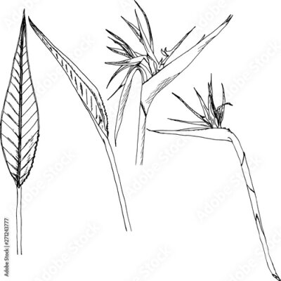 Papier peint  Hand drawn ink pen strelitzia on white background. Exotic flower. Vector illustation.