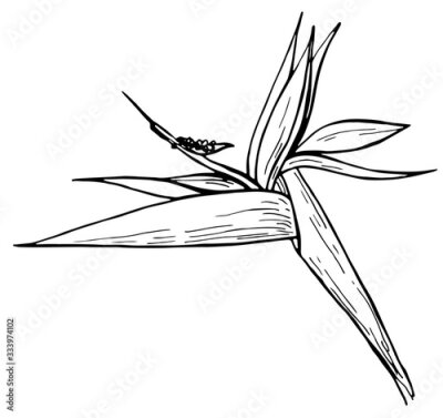Papier peint  Hand drawn ink pen strelitzia on white background. Exotic flower. Vector illustation. Perfect for coloring book, print, card.