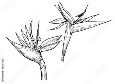 Papier peint  Hand drawn ink pen strelitzia on white background. Exotic flower. Vector illustation. Perfect for coloring book, print, card.