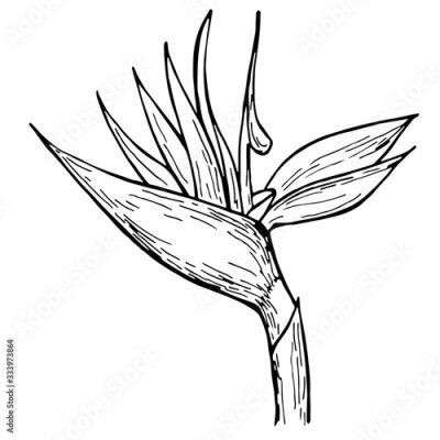 Papier peint  Hand drawn ink pen strelitzia on white background. Exotic flower. Vector illustation. Perfect for coloring book, print, card.