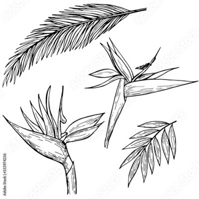 Papier peint  Hand drawn ink pen strelitzia, tropical leaves on white background. Set of element. Vector illustation.