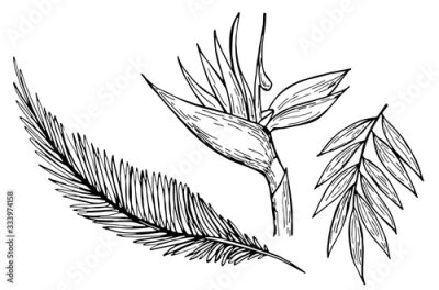 Papier peint  Hand drawn ink pen strelitzia, tropical leaves on white background. Set of element. Vector illustation. Perfect for coloring book, print, card.