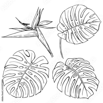 Papier peint  Hand drawn strelitzia and monstera leaves on white background. Set of element. Vector illustation.  Perfect for coloring book, print, card.