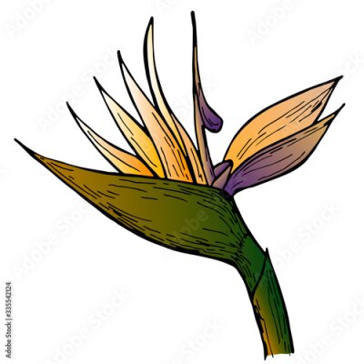Papier peint  Hand drawn strelitzia flower on white background. Exotic flower. Vector illustation. Perfect for elemen for design, print, card.