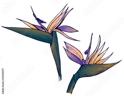 Papier peint  Hand drawn strelitzia flower on white background. Exotic flower. Vector illustation. Perfect for elemen for design, print, card.