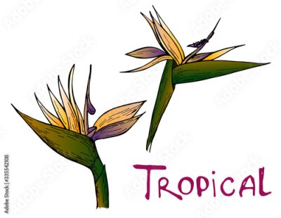 Papier peint  Hand drawn strelitzia flower on white background. Exotic flower. Vector illustation. Perfect for elemen for design, print, card.