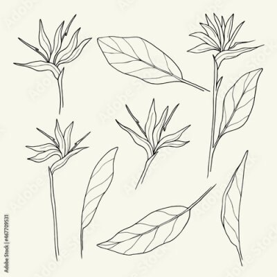 Papier peint  Hand drawn strelitzia. Line art bird of paradise flower illustration. Native South African plant.