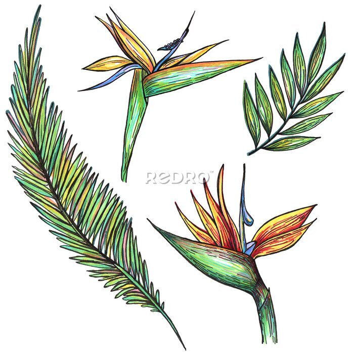 Papier peint  Hand drawn strelitzia, tropical leaves on white background. Set of tropical plants. Ink pen and watercolor illustration. Perfect for elemen for design, print, greeting card, wedding.