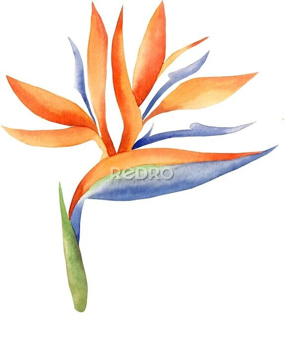 Papier peint  Hand painted flowers of strelitzia isolated on white background. Nature botanical illustration for design, bird of paradise, watercolor
