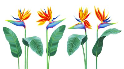 Papier peint  Hand painted illustration of Sterlitzia flower. Acrylic bird of paradise flower. Perfect for invitations, greeting cards, posters, postcards, and other printed goods