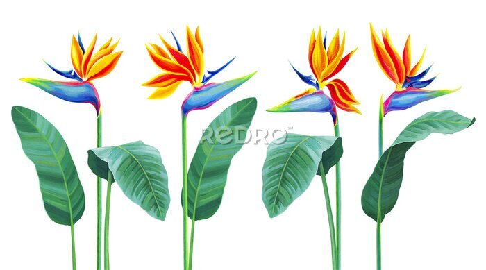 Papier peint  Hand painted illustration of Sterlitzia flower. Acrylic bird of paradise flower. Perfect for invitations, greeting cards, posters, postcards, and other printed goods