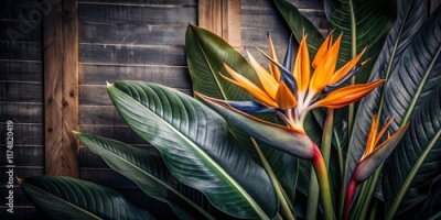 Papier peint  Hand-painted Strelitzia Bird of Paradise, a colorful floral watercolor painting, perfect for adding text.