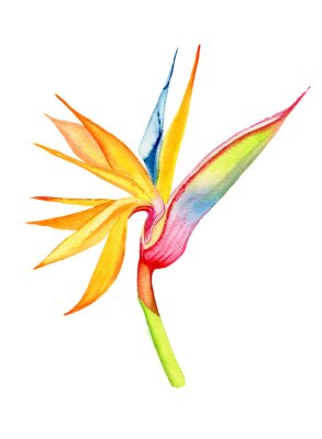 Papier peint  Hand painted watercolor tropical flower bird of paradise crane flower Strelitzia reginae isolated on the white background