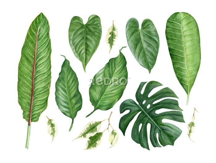 Papier peint  Hand painted watercolor tropical leaves: Monstera, strelitzia, anthurium, spathiphyllum, plumeria