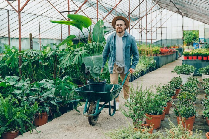 Papier peint  Happy farmer works in plant nursery, transports strelitzia on cart through greenhouse. Man gardener worker working on flower shop center