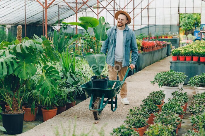 Papier peint  Happy farmer works in plant nursery, transports strelitzia on cart through greenhouse. Man gardener worker working on flower shop center