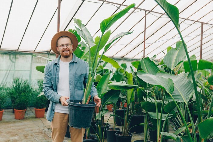 Papier peint  Happy gardener is holding large potted strelitzia flower for sale in plant nursery. Work male farmer in greenhouse of flowers