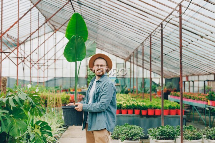 Papier peint  Happy gardener is holding large potted strelitzia flower for sale in plant nursery. Work male farmer in greenhouse of flowers