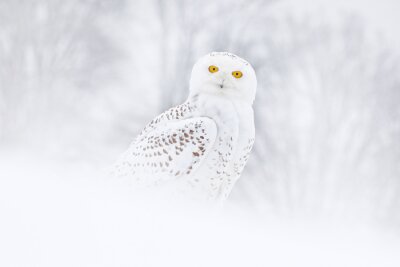 Papier peint  Harfang des neiges assis sur la neige dans l'habitat. Hiver froid avec oiseau blanc. Scène de la faune de la nature, Manitoba, Canada. Chouette sur le pré blanc, comportement animal.