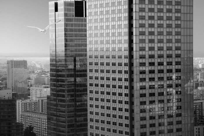 Papier peint  Hautes tours et oiseau aux couleurs grises