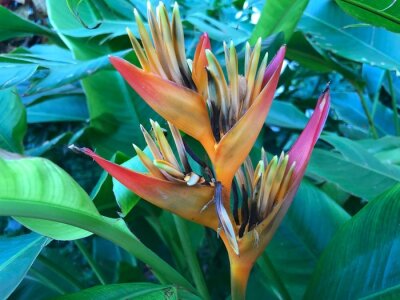 Papier peint  Hawaiian Flowers in Maui