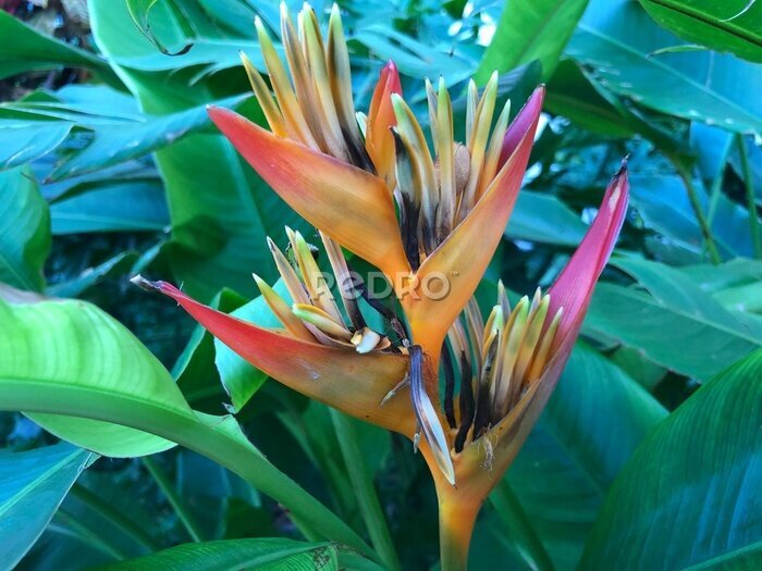 Papier peint  Hawaiian Flowers in Maui