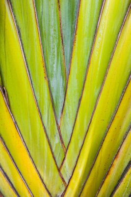 Papier peint  Heart detail of growing tropical Strelitzia plant