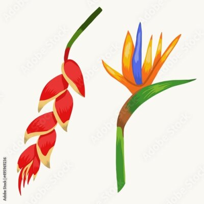 Papier peint  Heliconia and strelitzia tropical flowers hand drawing isolated vector