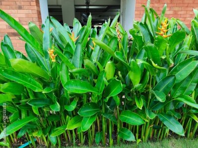 Papier peint  Heliconia or banana flower is a type of ornamental plant Musaceae Strelitzia which originates from Latin America,
