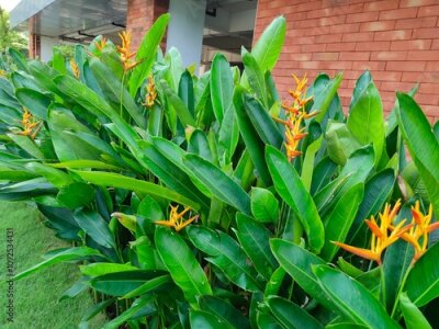 Papier peint  Heliconia or banana flower is a type of ornamental plant Musaceae Strelitzia which originates from Latin America,