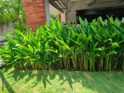 Papier peint  Heliconia or banana flower is a type of ornamental plant Musaceae Strelitzia which originates from Latin America,