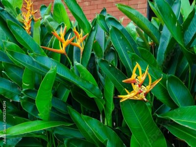 Papier peint  Heliconia or banana flower is a type of ornamental plant Musaceae Strelitzia which originates from Latin America,
