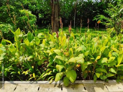 Papier peint  Heliconia or banana flower is a type of ornamental plant Musaceae Strelitzia which originates from Latin America,