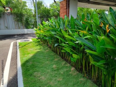 Papier peint  Heliconia or banana flower is a type of ornamental plant Musaceae Strelitzia which originates from Latin America,