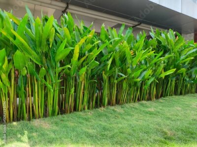 Papier peint  Heliconia or banana flower is a type of ornamental plant Musaceae Strelitzia which originates from Latin America,