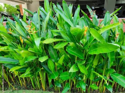 Papier peint  Heliconia or banana flower is a type of ornamental plant Musaceae Strelitzia which originates from Latin America,