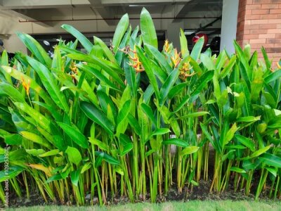Papier peint  Heliconia or banana flower is a type of ornamental plant Musaceae Strelitzia which originates from Latin America,