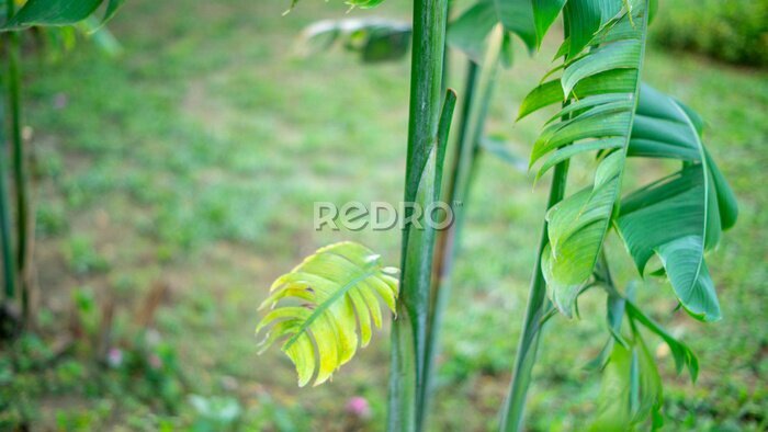 Papier peint  Heliconia or banana flower is a typical tropical ornamental plant, often referred to as an ornamental banana, belonging to the Musaceae group which is similar to the Strelitzia family originating from