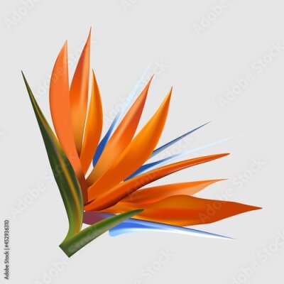 Papier peint  Heliconia, orange flower, royal flower, strelitzia, flower of paradise, bird of paradise, firebird, crane flower, tropical flower