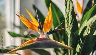Papier peint  heliconia plant strelitzia in a stylish pot basking in warm natural light indoors